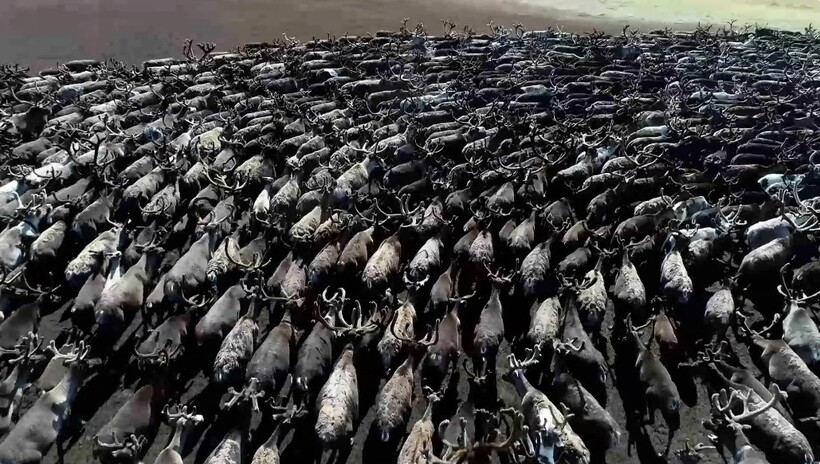 Практически священные танцы Практически священные танцы