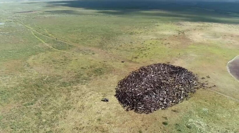 Так животные защищают слабых Так животные защищают слабых