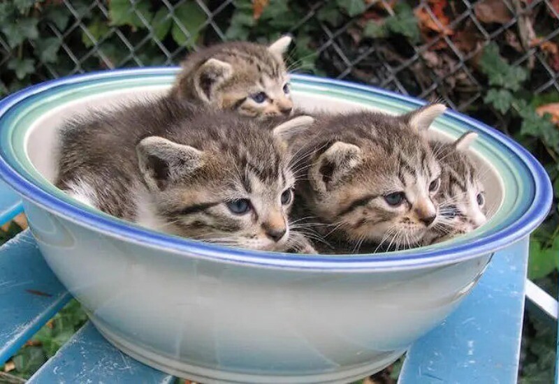 Блог - 14 фото, которые доказывают, что коты — это жидкость 14 фото, которые доказывают, что коты — это жидкость