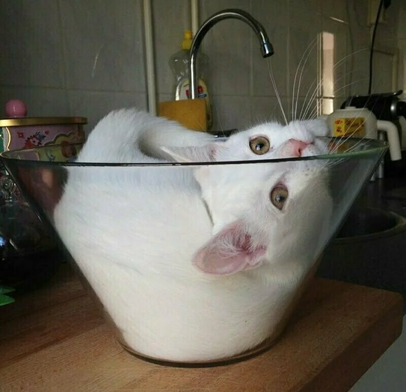 Блог - 14 фото, которые доказывают, что коты — это жидкость 14 фото, которые доказывают, что коты — это жидкость