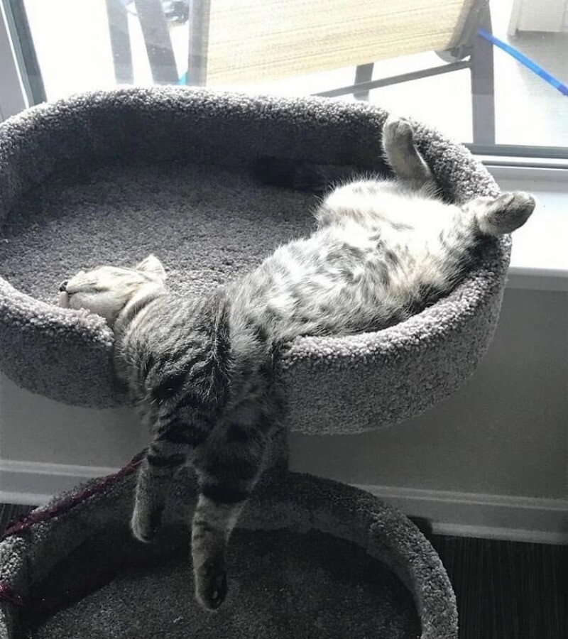 Блог - 14 фото, которые доказывают, что коты — это жидкость 14 фото, которые доказывают, что коты — это жидкость
