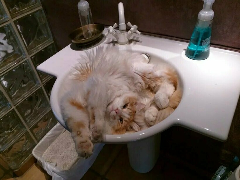 Блог - 14 фото, которые доказывают, что коты — это жидкость 14 фото, которые доказывают, что коты — это жидкость