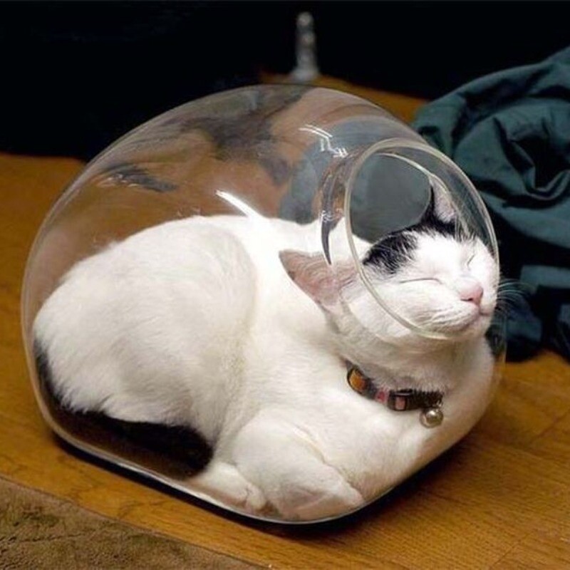 Блог - 14 фото, которые доказывают, что коты — это жидкость 14 фото, которые доказывают, что коты — это жидкость