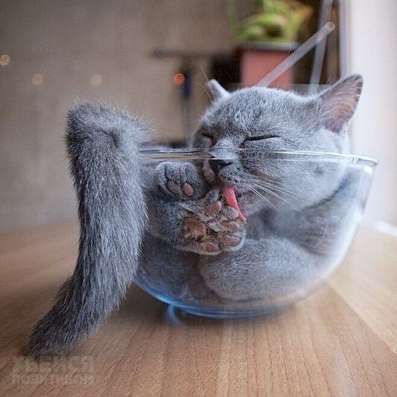Блог - 14 фото, которые доказывают, что коты — это жидкость 14 фото, которые доказывают, что коты — это жидкость