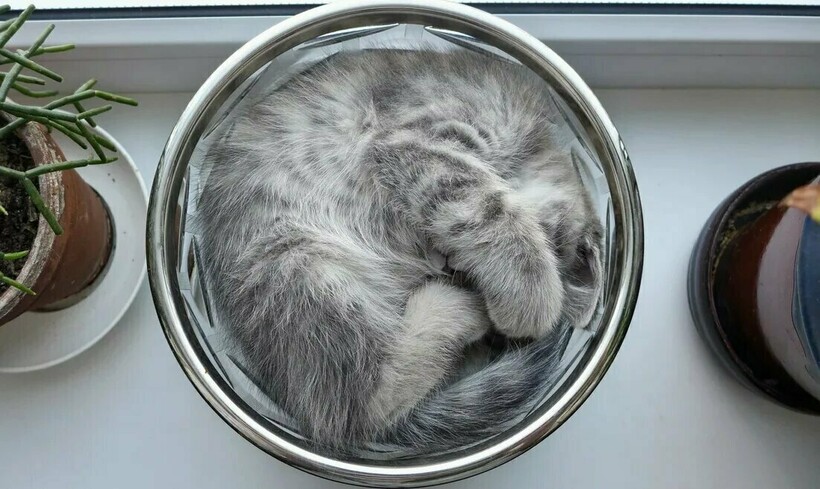 Блог - 14 фото, которые доказывают, что коты — это жидкость 14 фото, которые доказывают, что коты — это жидкость