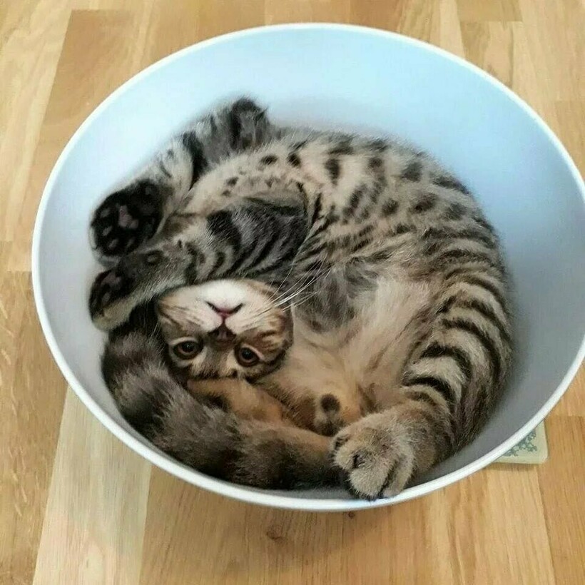 Блог - 14 фото, которые доказывают, что коты — это жидкость 14 фото, которые доказывают, что коты — это жидкость