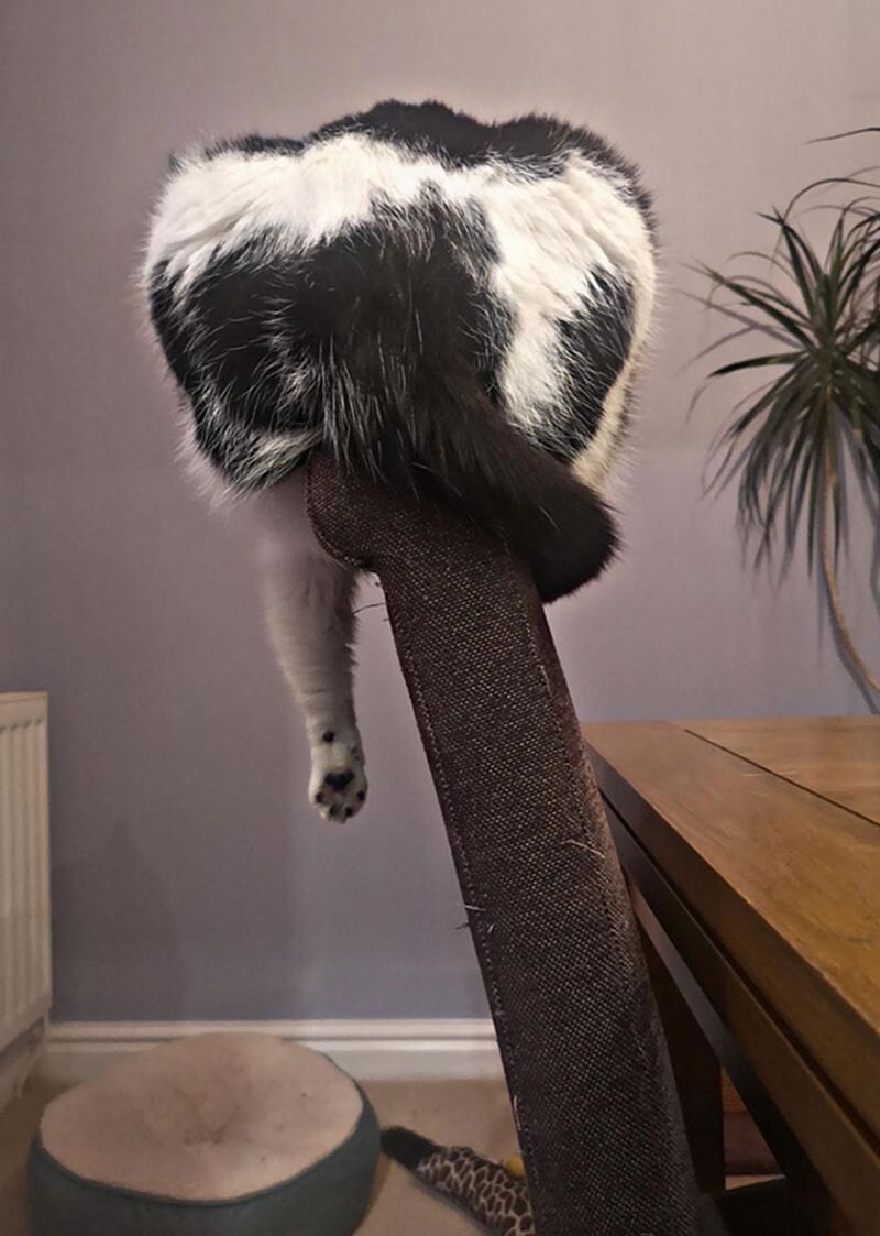 Блог - 16 забавных примеров кошачьих кроватей, которые заставляют поражаться логике котов 16 забавных примеров кошачьих кроватей, которые заставляют поражаться логике котов