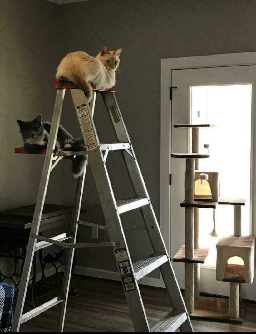 Блог - 16 забавных примеров кошачьих кроватей, которые заставляют поражаться логике котов 16 забавных примеров кошачьих кроватей, которые заставляют поражаться логике котов