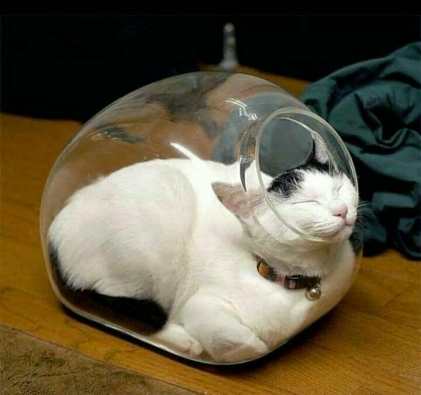 Блог - 16 забавных примеров кошачьих кроватей, которые заставляют поражаться логике котов 16 забавных примеров кошачьих кроватей, которые заставляют поражаться логике котов