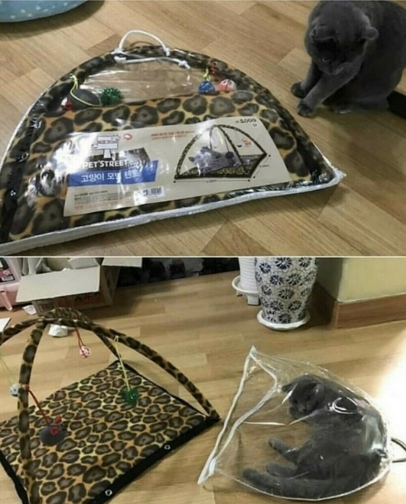 Блог - 16 забавных примеров кошачьих кроватей, которые заставляют поражаться логике котов 16 забавных примеров кошачьих кроватей, которые заставляют поражаться логике котов