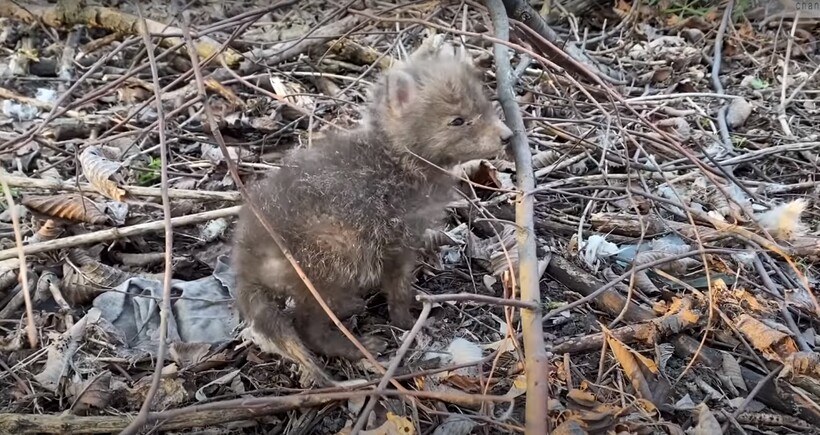 Блог - Видео: Как изменился брошенный лисенок всего за один месяц жизни у людей Видео: Как изменился брошенный лисенок всего за один месяц жизни у людей