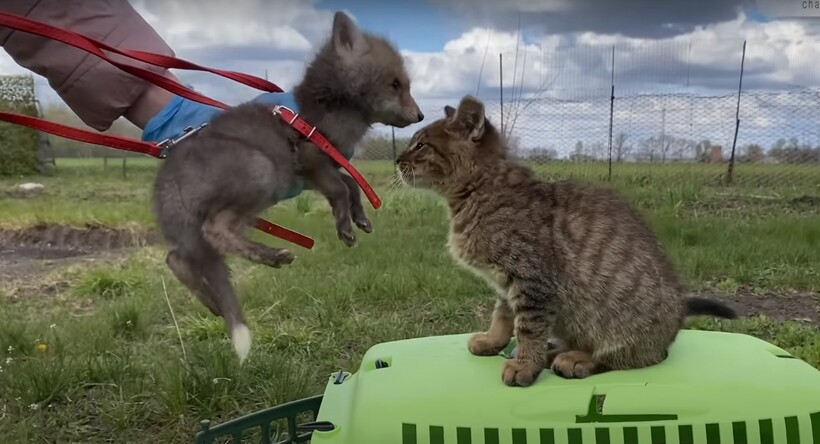 Блог - Видео: Как изменился брошенный лисенок всего за один месяц жизни у людей Видео: Как изменился брошенный лисенок всего за один месяц жизни у людей