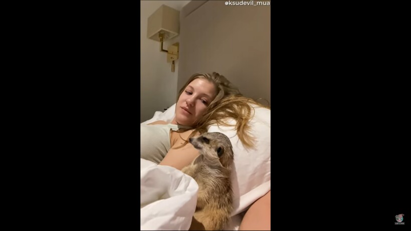 Блог - Видео: Уставший сурикат заснул во время просмотра фильма Видео: Уставший сурикат заснул во время просмотра фильма