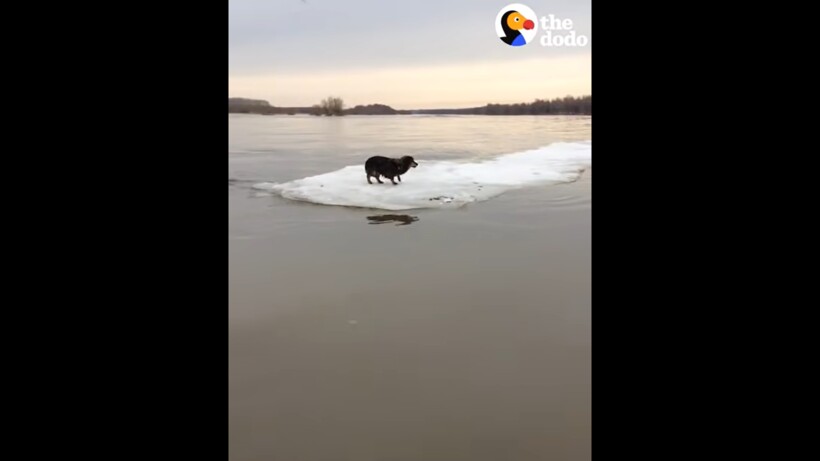 Блог - Видео: Собаку спасли со льдины, на которой она отправилась в вынужденное плавание Видео: Собаку спасли со льдины, на которой она отправилась в вынужденное плавание