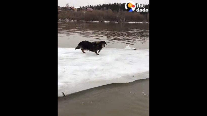 Блог - Видео: Собаку спасли со льдины, на которой она отправилась в вынужденное плавание Видео: Собаку спасли со льдины, на которой она отправилась в вынужденное плавание