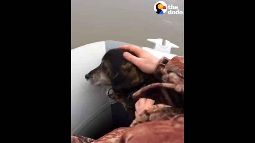 Блог - Видео: Собаку спасли со льдины, на которой она отправилась в вынужденное плавание Видео: Собаку спасли со льдины, на которой она отправилась в вынужденное плавание