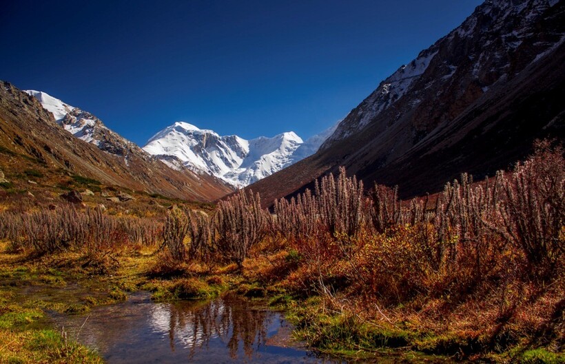 Растительность высокогорья Тянь-Шаня