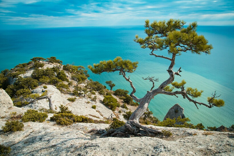 Сосна на Караул-Оба