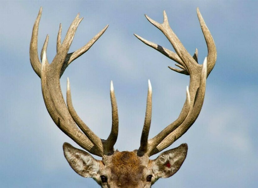 Однако это не мешает всем этим средствам защиты животных выглядеть неодинаково Однако это не мешает всем этим средствам защиты животных выглядеть неодинаково