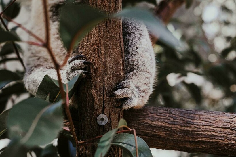 У когтей и рогов одна формула роста У когтей и рогов одна формула роста