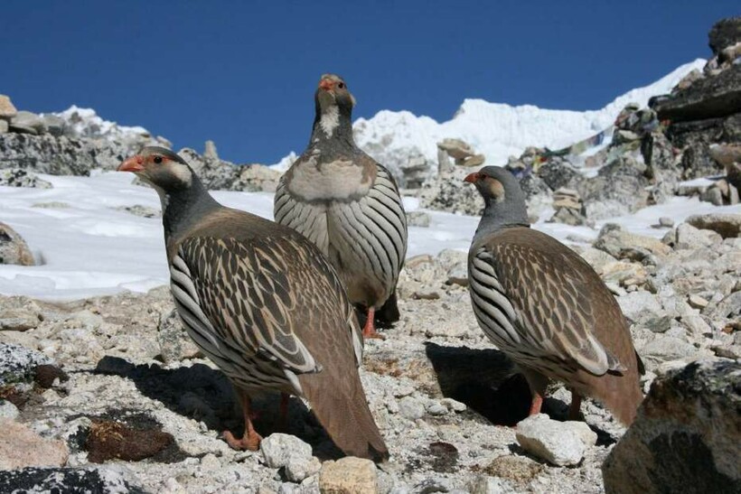 Высокогорная фауна