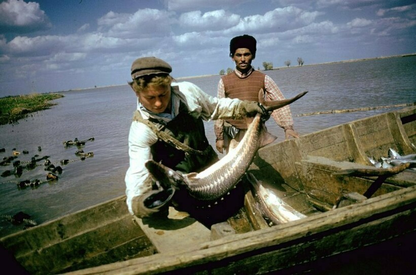 13 снимков фотографа из США, который приехал в СССР, чтобы снять добычу черной икры