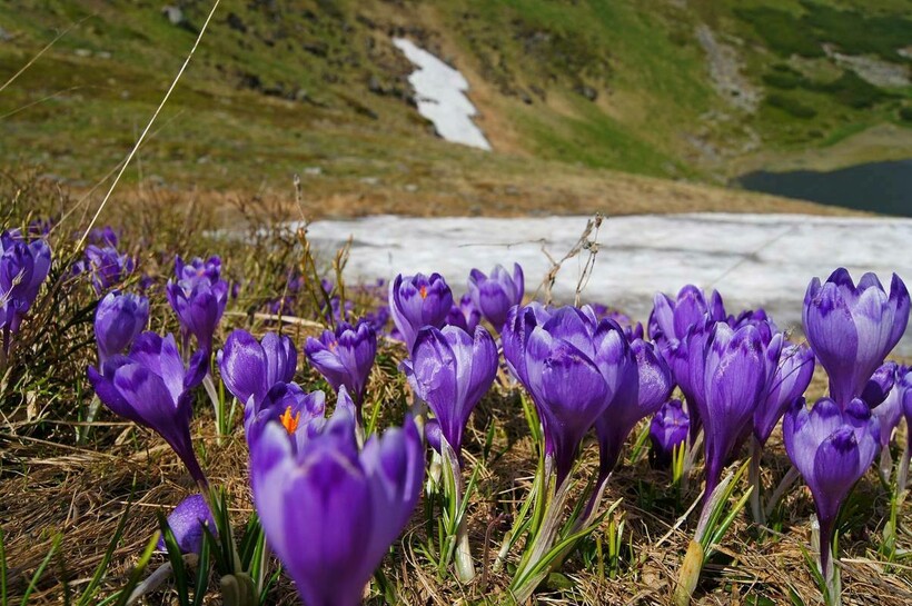 Шафран Гейфеля