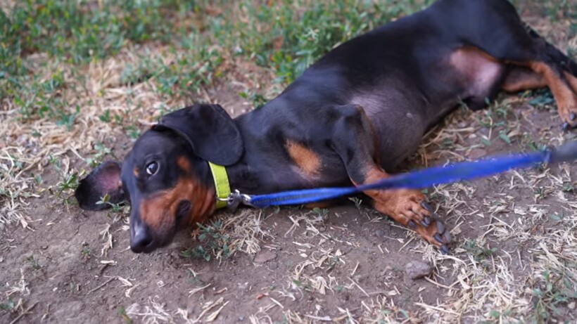 Блог - Видео: Почему нельзя верить таксам Видео: Почему нельзя верить таксам