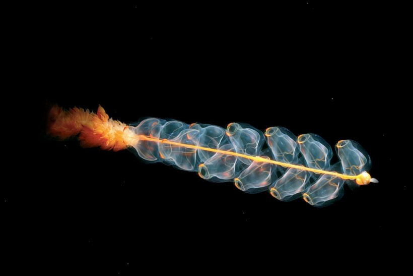 Блог - Видео: В чем сила глубоководных сифонофор — причудливых существ, которых стоит увидеть Видео: В чем сила глубоководных сифонофор — причудливых существ, которых стоит увидеть