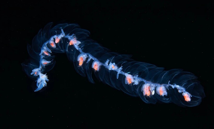 Блог - Видео: В чем сила глубоководных сифонофор — причудливых существ, которых стоит увидеть Видео: В чем сила глубоководных сифонофор — причудливых существ, которых стоит увидеть
