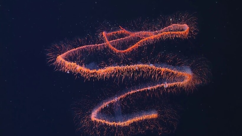 Блог - Видео: В чем сила глубоководных сифонофор — причудливых существ, которых стоит увидеть Видео: В чем сила глубоководных сифонофор — причудливых существ, которых стоит увидеть