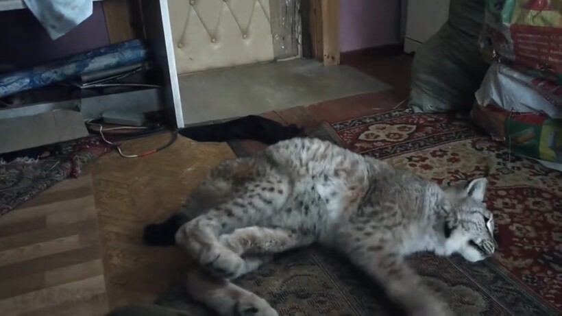 Блог - Видео: Мужчина вылечил рысь, а спустя один год она спасла ему жизнь Видео: Мужчина вылечил рысь, а спустя один год она спасла ему жизнь