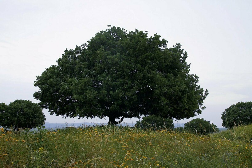 Таворский дуб на вершине горы