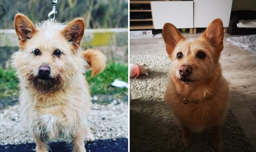 До и после: 17 трогательных фото усыновленных животных, которые обрели дом