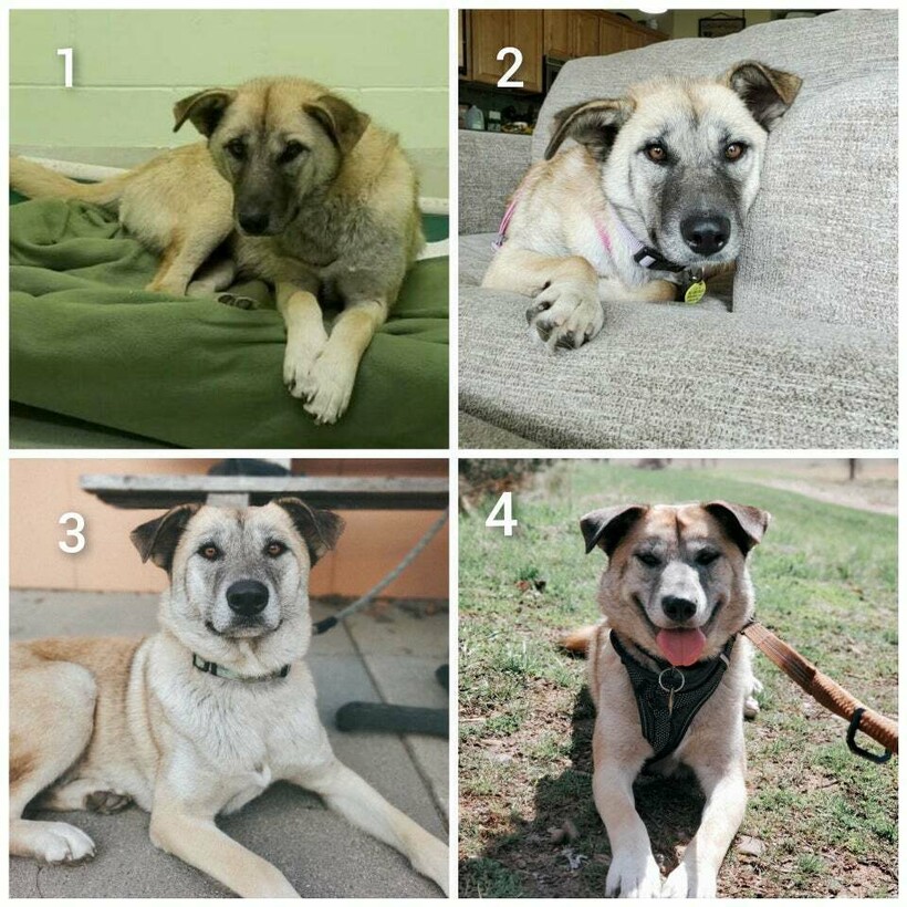 До и после: 17 трогательных фото усыновленных животных, которые обрели дом