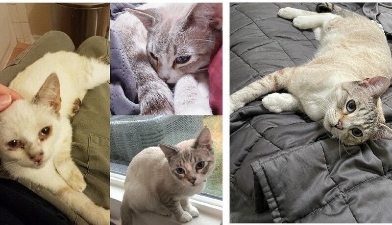 До и после: 17 трогательных фото усыновленных животных, которые обрели дом