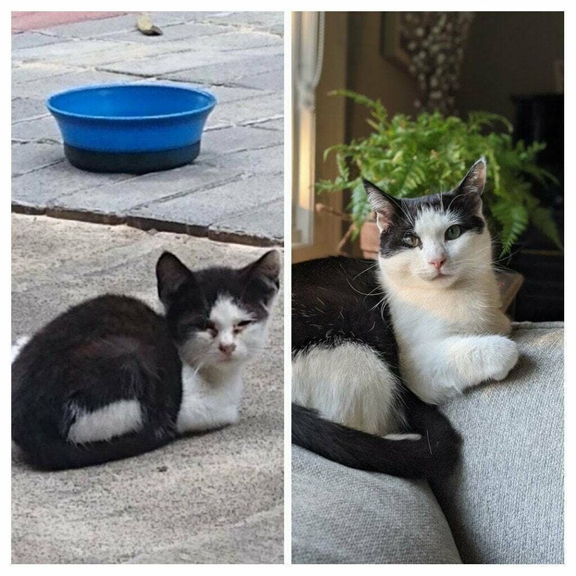 До и после: 17 трогательных фото усыновленных животных, которые обрели дом