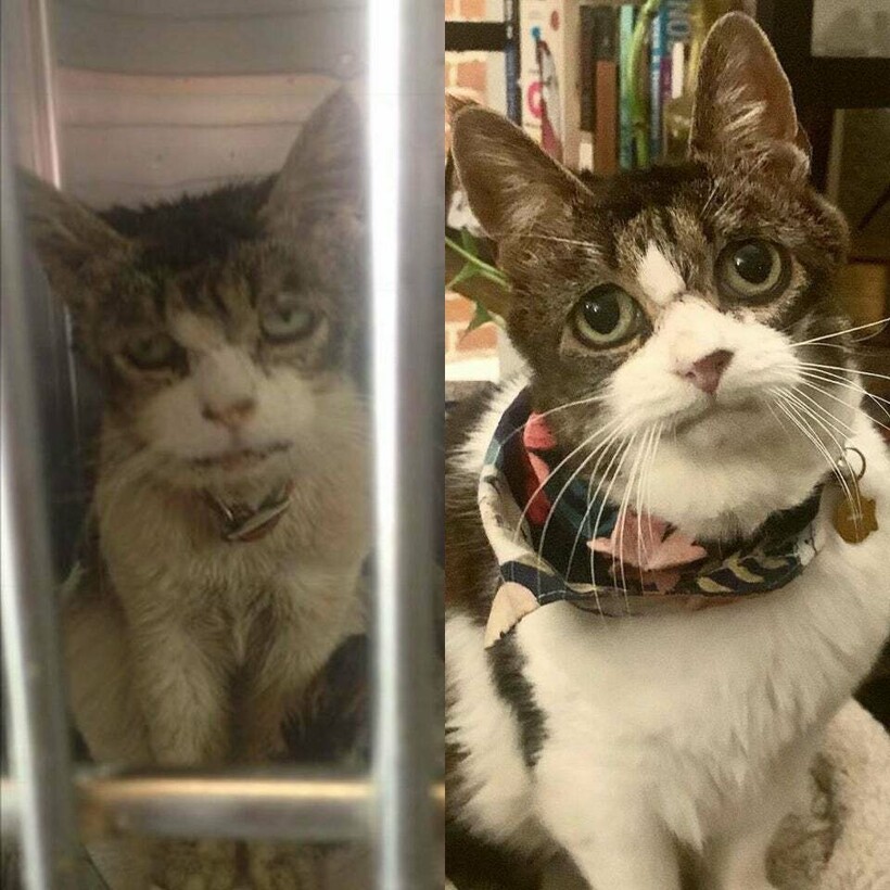 До и после: 17 трогательных фото усыновленных животных, которые обрели дом