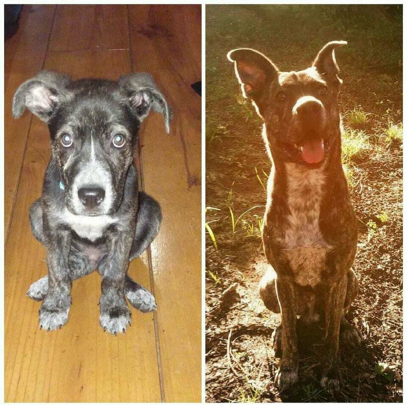 До и после: 17 трогательных фото усыновленных животных, которые обрели дом