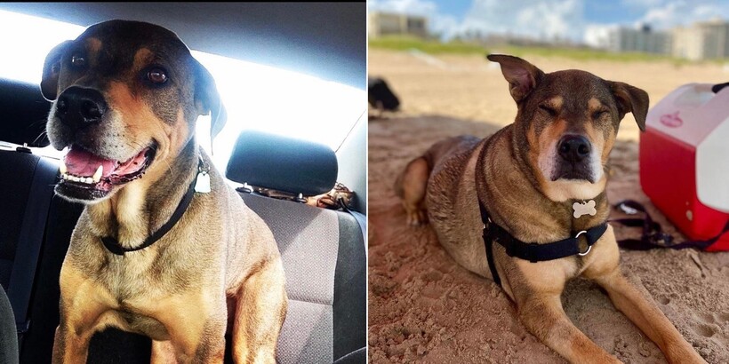 До и после: 17 трогательных фото усыновленных животных, которые обрели дом