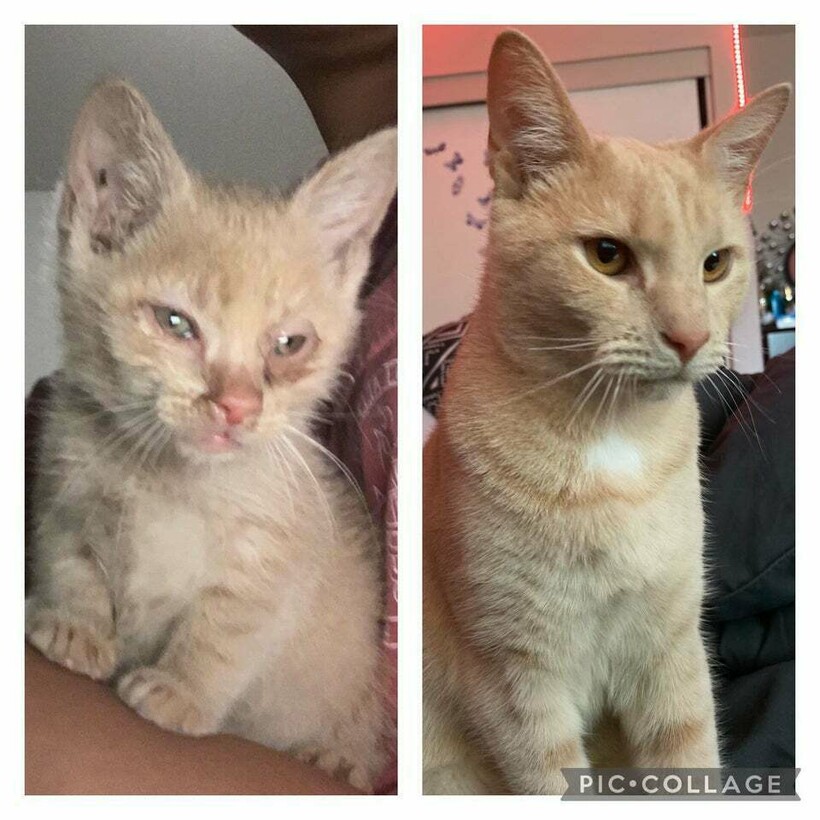 До и после: 17 трогательных фото усыновленных животных, которые обрели дом