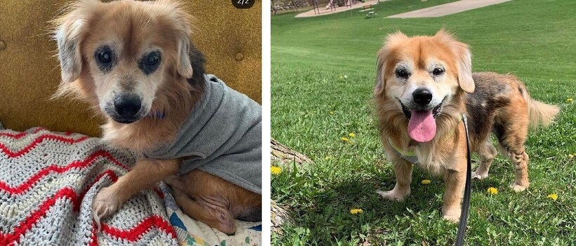 До и после: 17 трогательных фото усыновленных животных, которые обрели дом