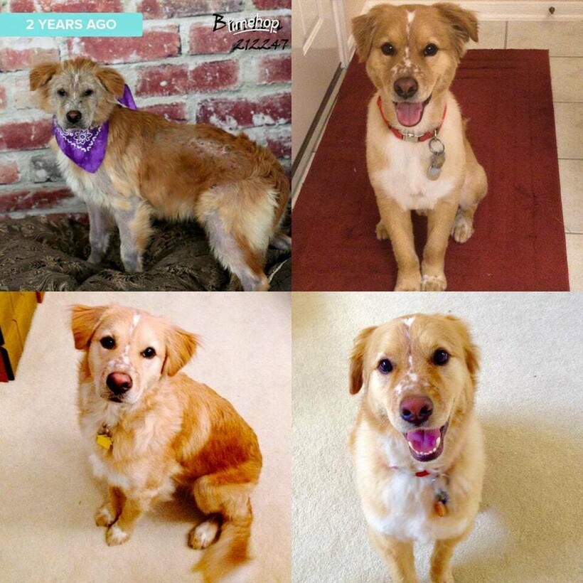 До и после: 17 трогательных фото усыновленных животных, которые обрели дом