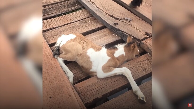 Блог - Видео: Мужчина увидел лошадь, а потом застрявшего жеребенка на мосту, и спас его Видео: Мужчина увидел лошадь, а потом застрявшего жеребенка на мосту, и спас его