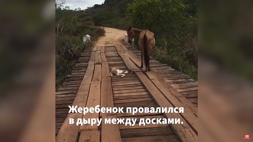Блог - Видео: Мужчина увидел лошадь, а потом застрявшего жеребенка на мосту, и спас его Видео: Мужчина увидел лошадь, а потом застрявшего жеребенка на мосту, и спас его