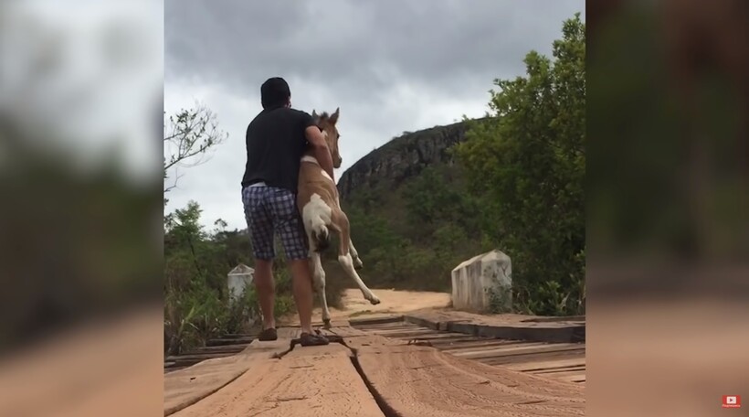 Блог - Видео: Мужчина увидел лошадь, а потом застрявшего жеребенка на мосту, и спас его Видео: Мужчина увидел лошадь, а потом застрявшего жеребенка на мосту, и спас его