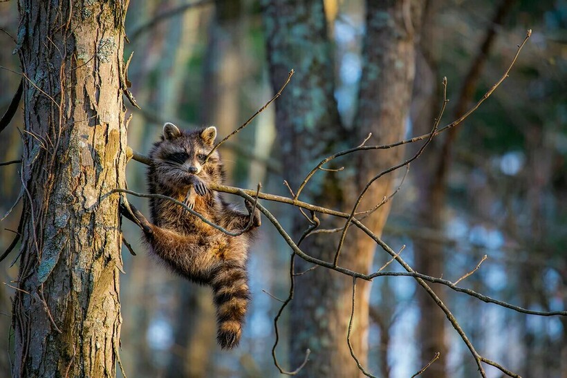 Блог - 15 забавных фото животных, которые поднимут настроение на весь день 15 забавных фото животных, которые поднимут настроение на весь день