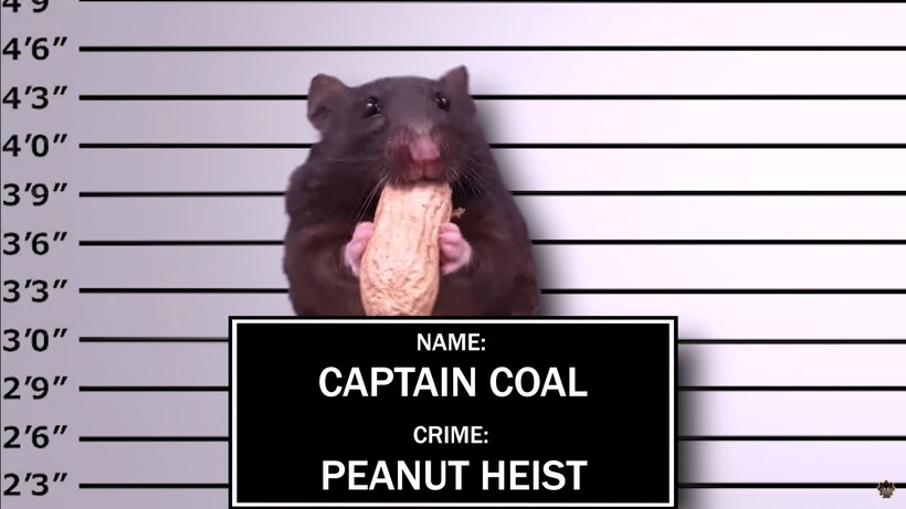 Блог - Веселый домашний видеоэксперимент: кто сбежит из заточения — хомяк, шиншилла или кот Веселый домашний видеоэксперимент: кто сбежит из заточения — хомяк, шиншилла или кот