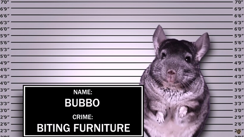 Блог - Веселый домашний видеоэксперимент: кто сбежит из заточения — хомяк, шиншилла или кот Веселый домашний видеоэксперимент: кто сбежит из заточения — хомяк, шиншилла или кот