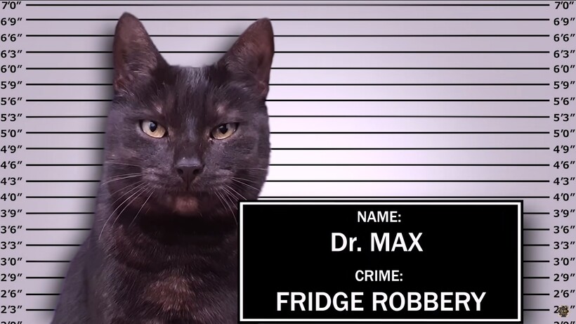 Блог - Веселый домашний видеоэксперимент: кто сбежит из заточения — хомяк, шиншилла или кот Веселый домашний видеоэксперимент: кто сбежит из заточения — хомяк, шиншилла или кот